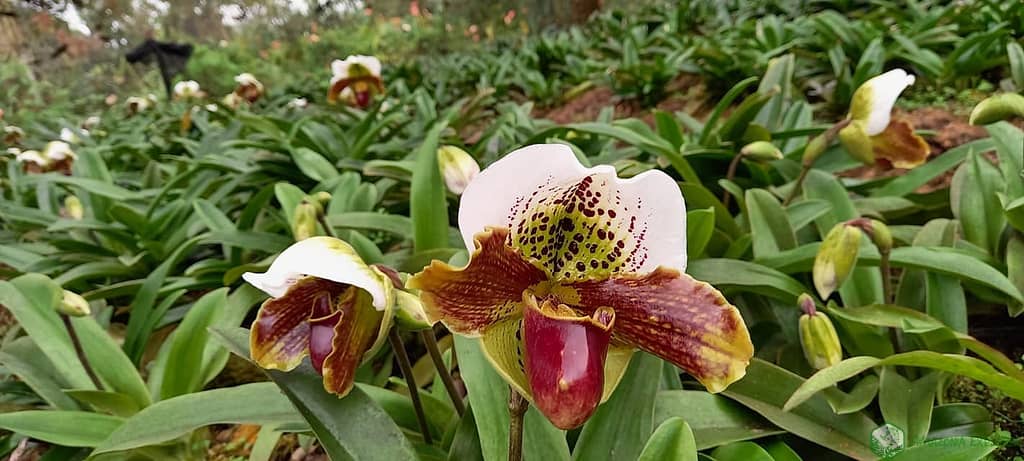 Jardín Botánico 